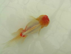 鈴木金魚店「桜東錦」